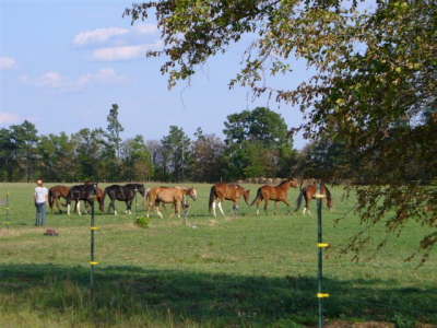 The Large Upper Pasture photo 2